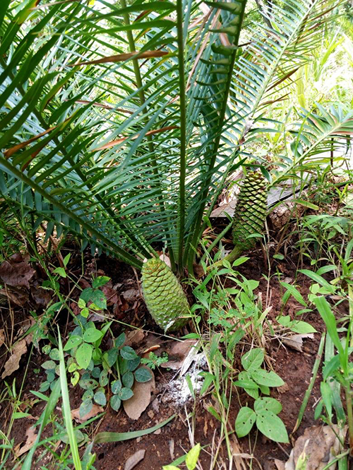 Encephalartos barteri